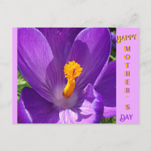 Crocus Close-Up Mother's Day Postcard