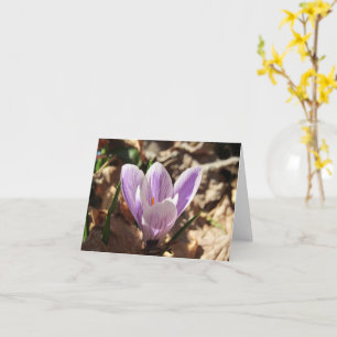 Crocus Emerging card (blank)