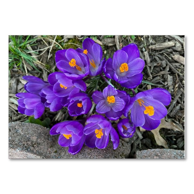 Crocus floral flowers custom reading flashcards table number (Front)