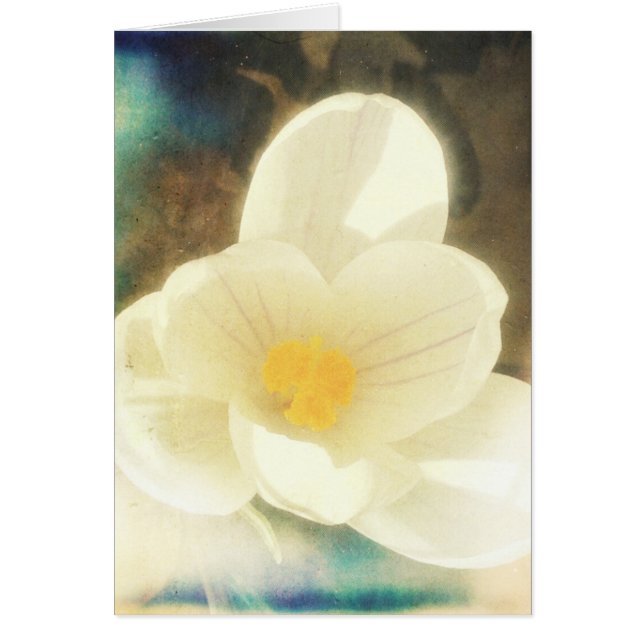 Crocus Flower Grunge Cards (Front)