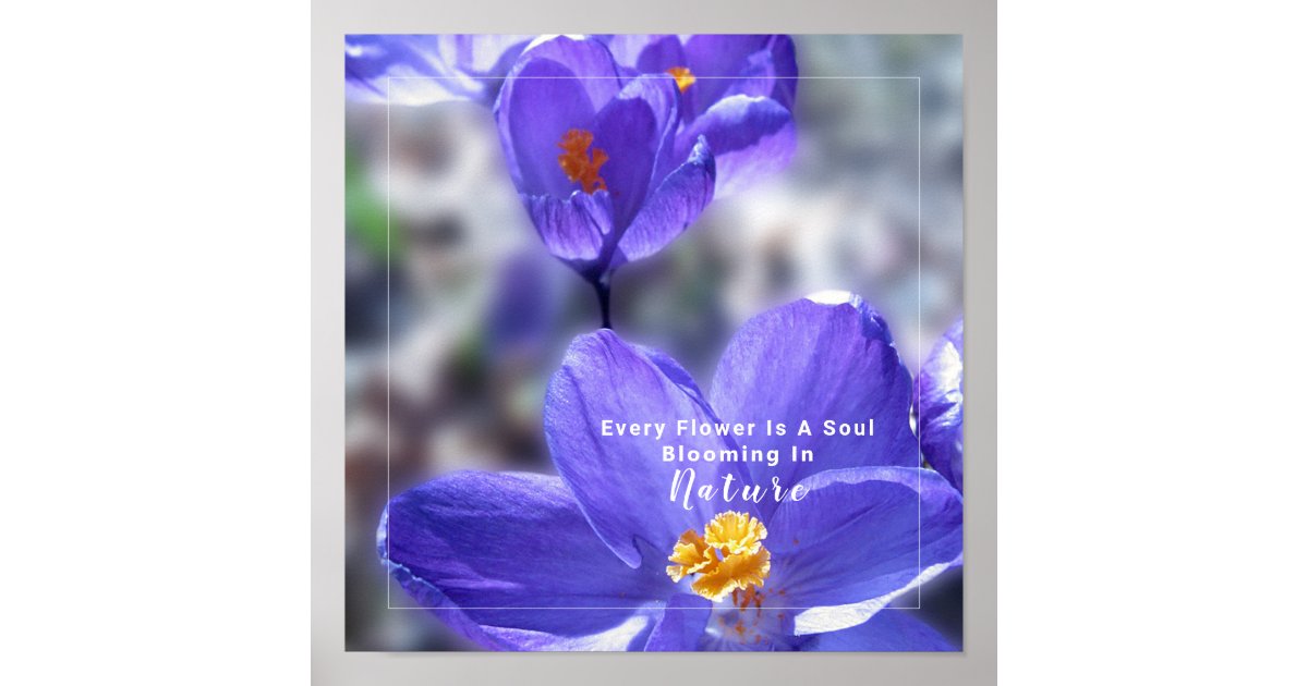 Crocus Flower Photo With Quote Poster | Zazzle