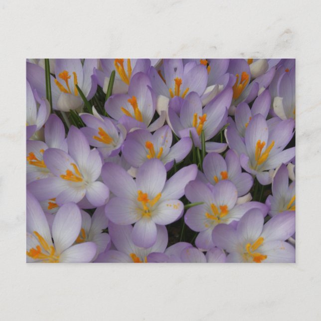 Crocus Flowers Pattern DIY Postcard (Front)