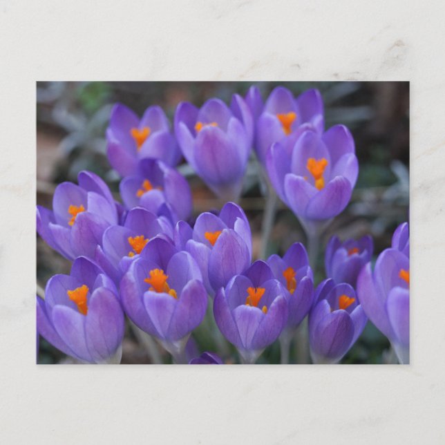 CROCUS FLOWERS POSTCARD (Front)