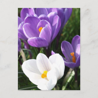 Crocus flowers postcard