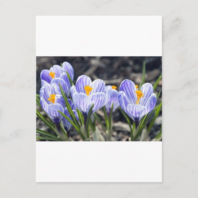Crocus Flowers Postcard (Front)