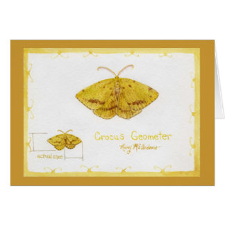 Crocus Geometer Moth watercolor Cards