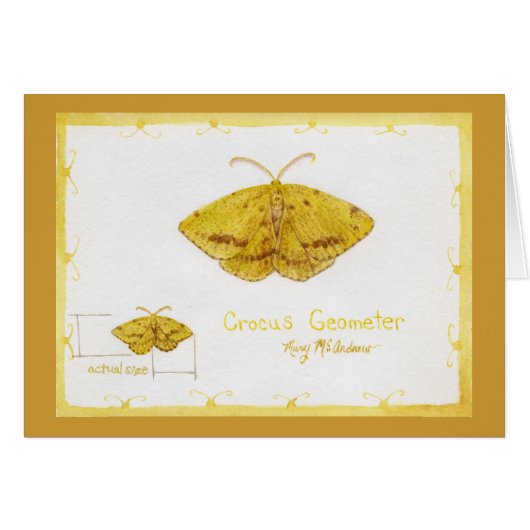 Crocus Geometer Moth watercolor Cards (Front Horizontal)