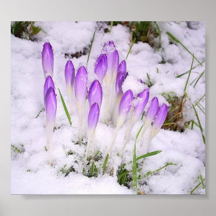 crocus in the snow Poster