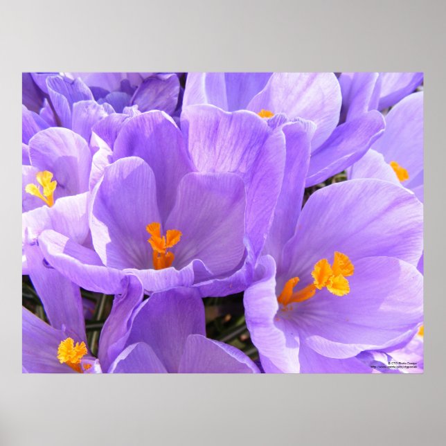 Crocus Large Print (Front)