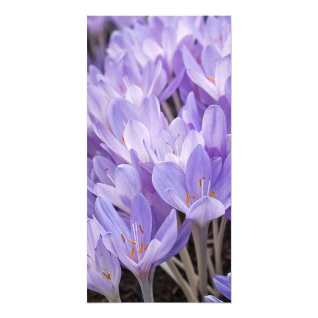 Crocus Photo Card (Front)