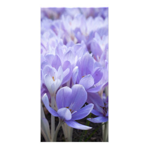 Crocus Photo Card