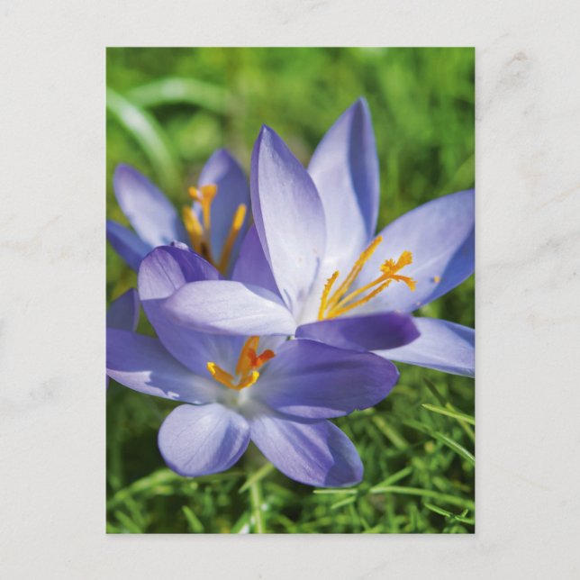 Crocus Postcard (Front)