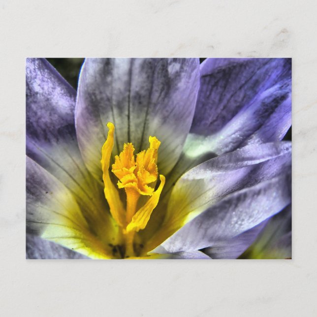 Crocus Postcard (Front)