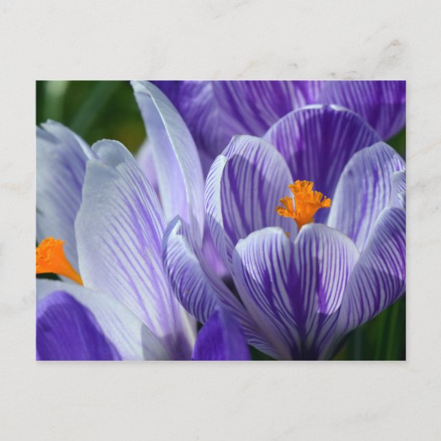 crocus postcard (Front)