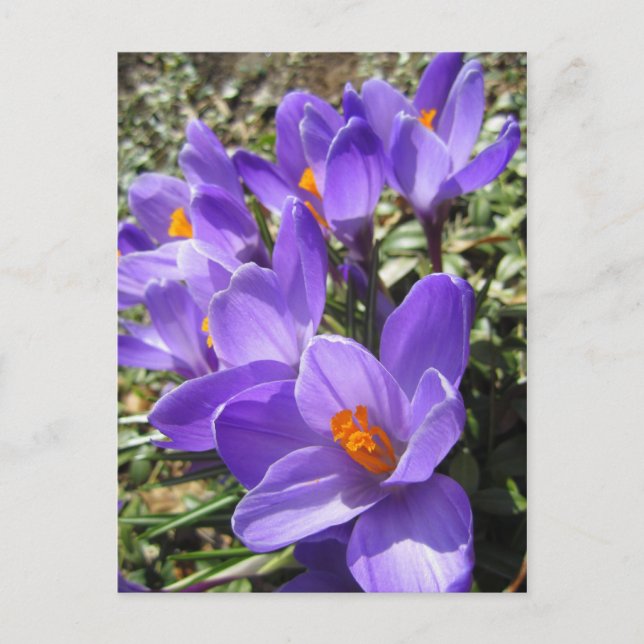 Crocus Postcard (Front)