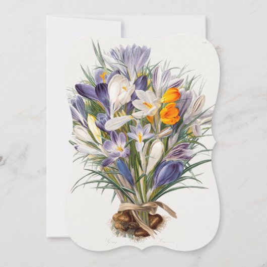Crocus Spring Flower Botanical Floral Art (Front)