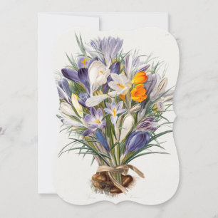 Crocus Spring Flower Botanical Floral Art