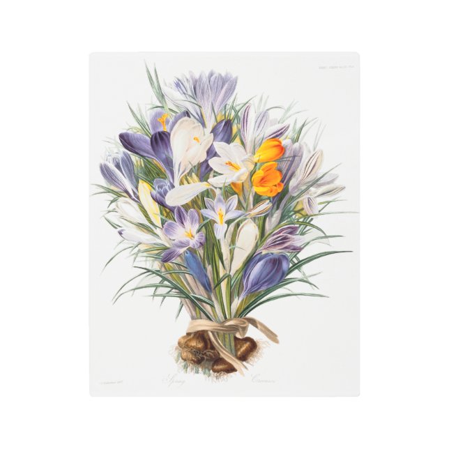 Crocus Spring Flower Botanical Floral Art (Front)