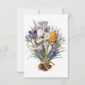 Crocus Spring Flower Botanical Floral Art (Front)