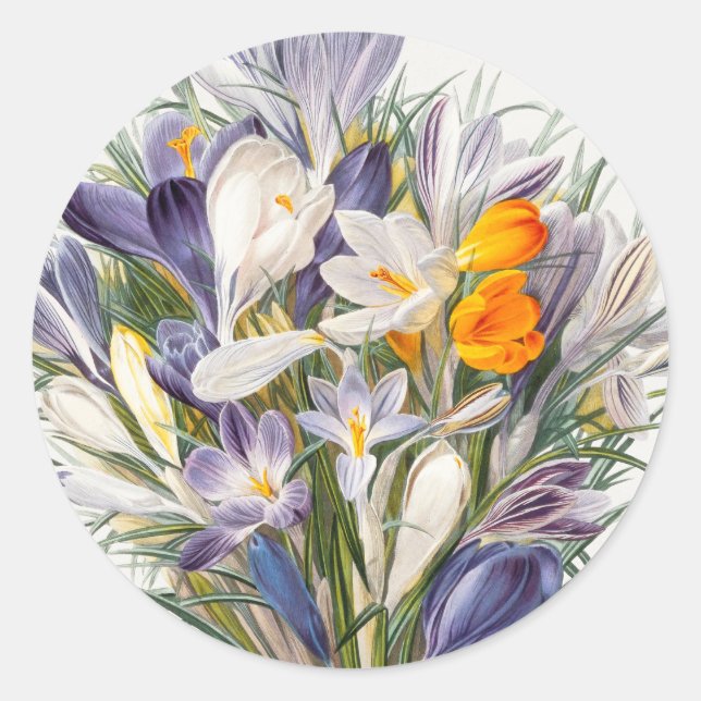Crocus Spring Flower Botanical Floral Art Classic Round Sticker (Front)
