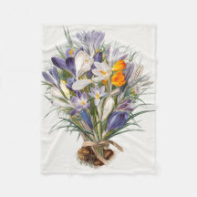 Crocus Spring Flower Botanical Floral Art