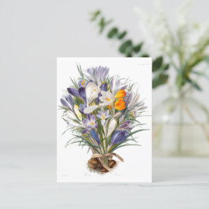 Crocus Spring Flower Botanical Floral Art Postcard