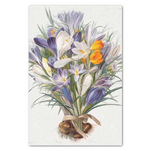 Crocus Spring Flower Floral Art Tissue Paper