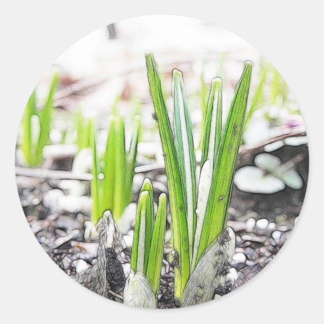 Crocus Sprouts In The Spring Garden Classic Round Sticker (Front)