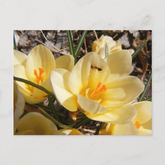 Crocus w/ant 111 ~ postcard (Front)