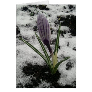 Crocus With Ice