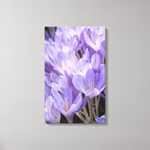 Crocus Wrapped Canvas Print