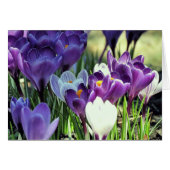 Crocuses (Front Horizontal)
