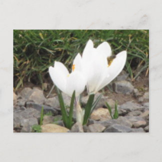 Crocuses and the Bee Postcard