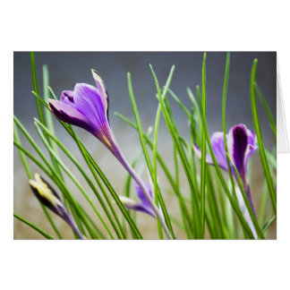 Crocuses Card