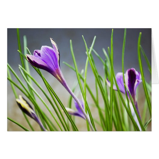 Crocuses Card (Front Horizontal)