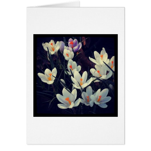 Crocuses Cards (Front)