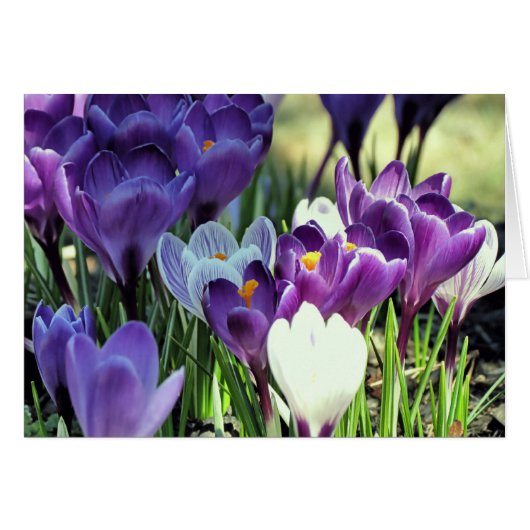 Crocuses Cards (Front Horizontal)