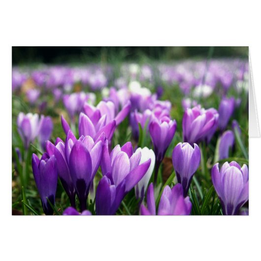 Crocuses Cards (Front Horizontal)