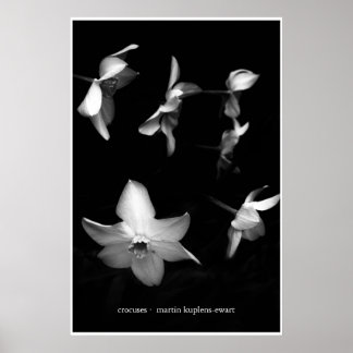 Crocuses Poster