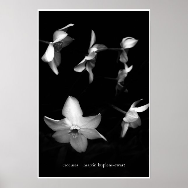 Crocuses Poster (Front)