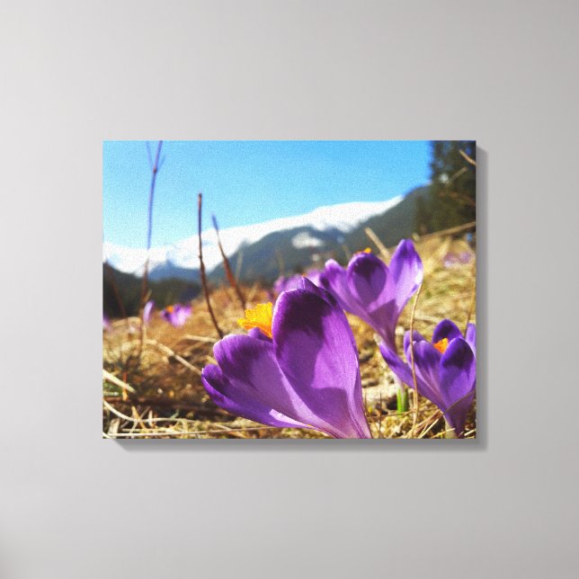 Crocuses, Tatras Canvas Print (Front)