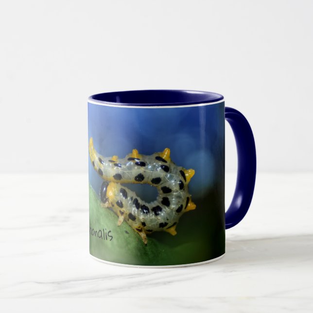 Croesus septentrionalis mug (Front Right)