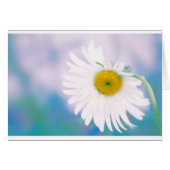 Crooked Daisy (Front Horizontal)