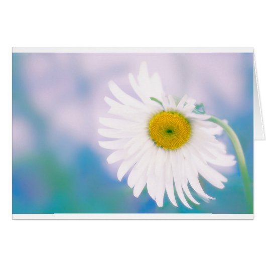 Crooked Daisy Cards (Front Horizontal)