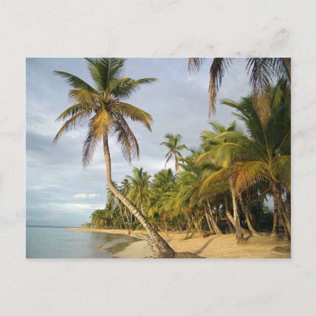 Crooked Palm Postcard (Front)