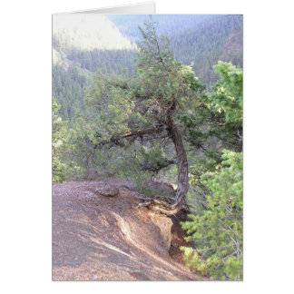 Crooked Tree Cards