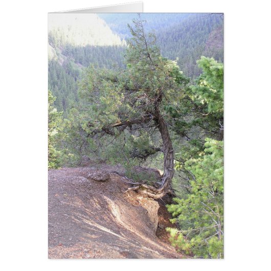 Crooked Tree Cards (Front)