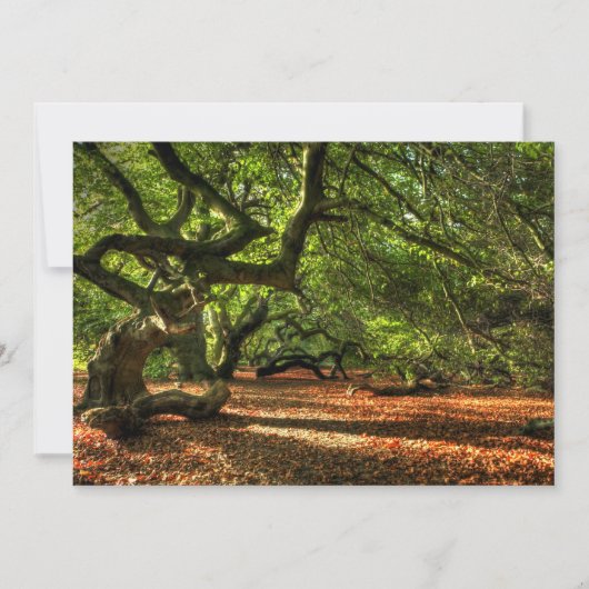 Crooked Trees of Lavizzara (Front)