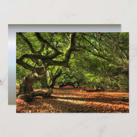 Crooked Trees of Lavizzara (Front/Back)