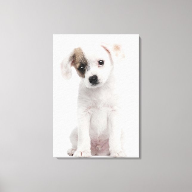 Cross breed puppy (2 months old) canvas print (Front)
